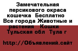 Замечательная персикового окраса кошечка. Бесплатно - Все города Животные и растения » Кошки   . Тульская обл.,Тула г.